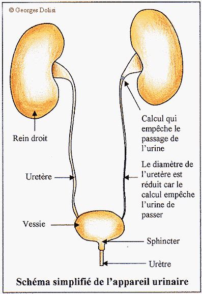 méat urinaire|Urètre masculin : Anatomie et fonction 